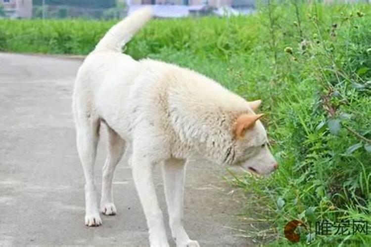 犯太岁的人有什么表现犯太岁的人最忌讳什么事