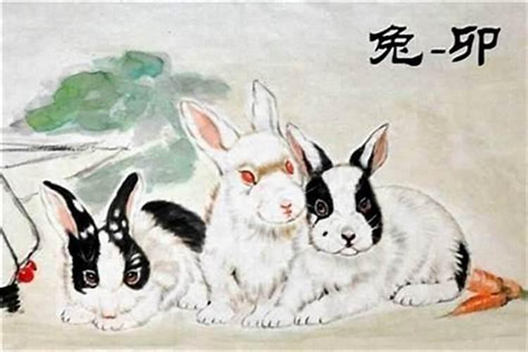10月出生的兔子一生运势如何 为什么属兔的人心狠