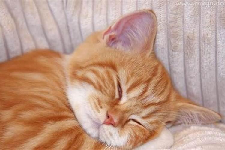 梦见被猫抱住不放好不好的预兆