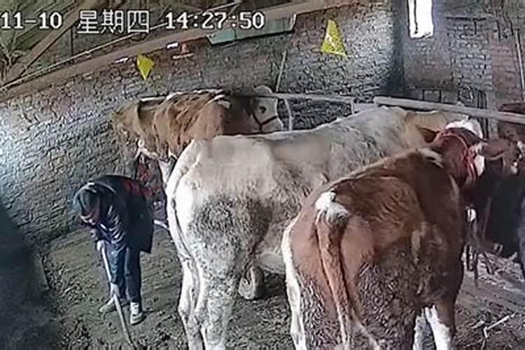 属牛的哪年运势最好？