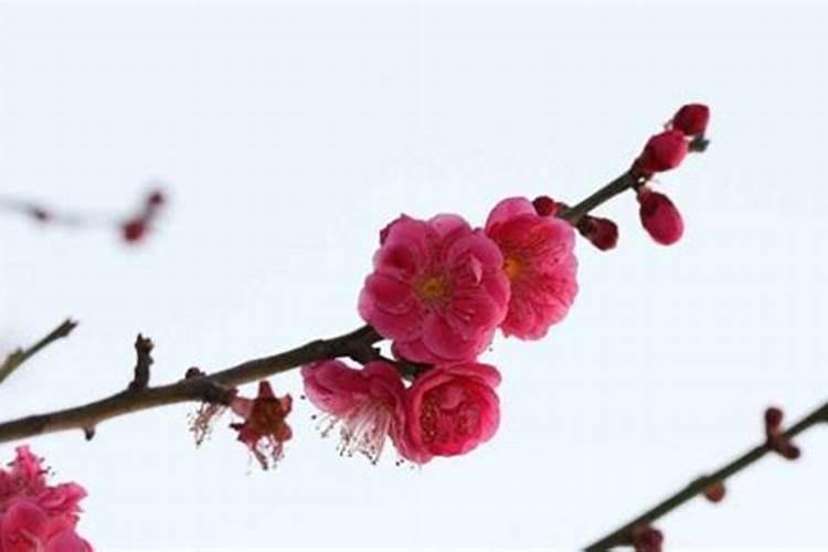 桃花煞是什么意思