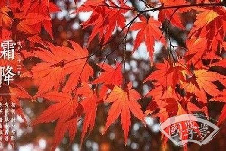 81年属鸡人2024年每月运势