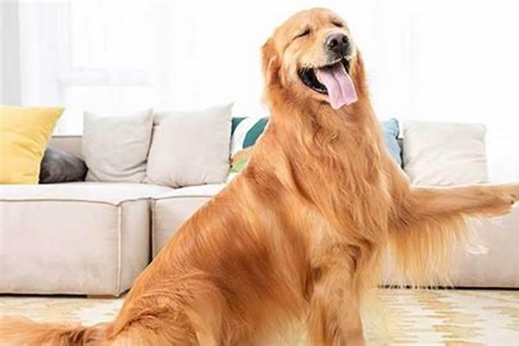 梦见狗吃狗的预兆