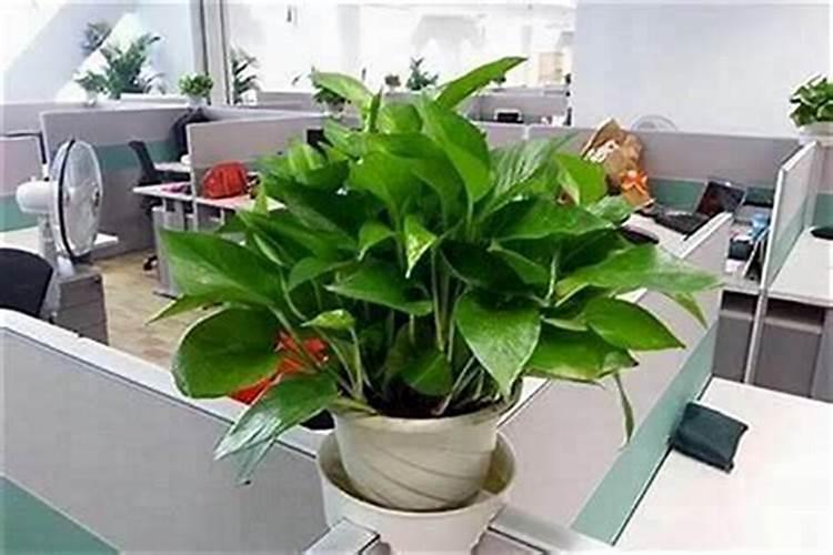 办公室放什么植物旺财
