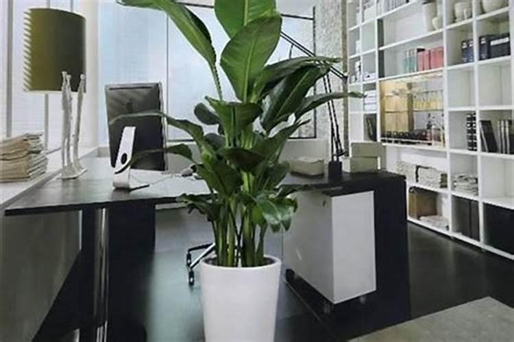 办公室座位后面放植物旺财运？