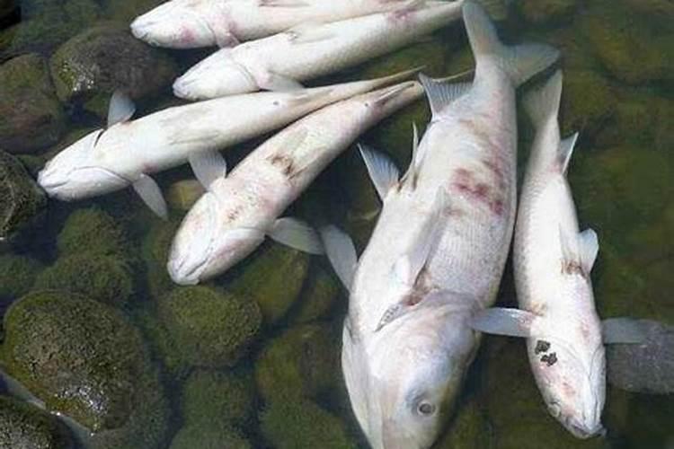 梦见大海死鱼的预兆