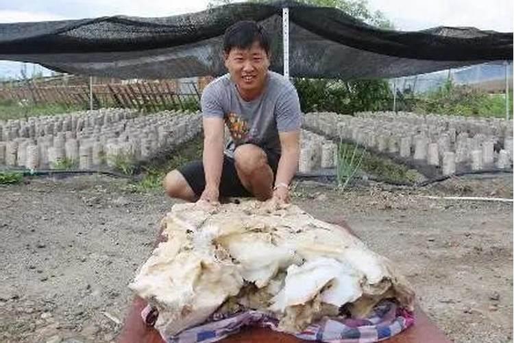 大宋北斗司太岁来历是什么人 太岁拥有不死身结局如何