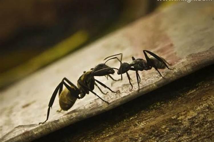 梦见许多的蚂蚁被弄死的预兆
