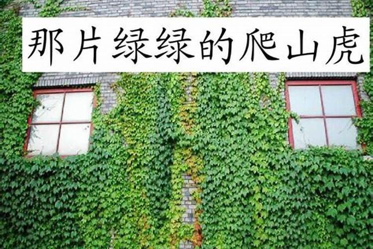 五行属什么怎么看
