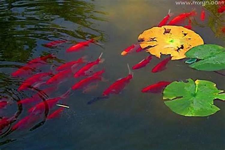 梦见红色的鱼在水里游代表什么