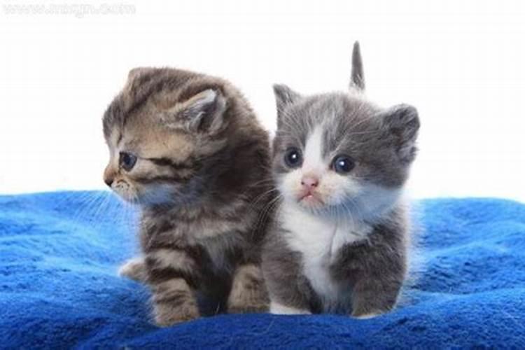 梦见猫哭是什么意思？