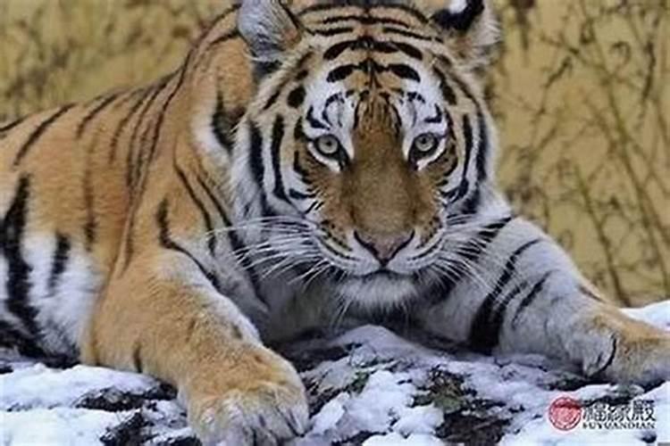 梦见洪水猛兽