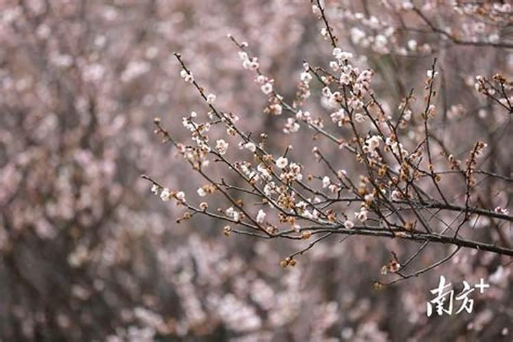 梅花几时开花？