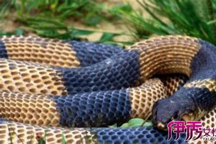 孕妇梦见蛇是生男生女 孕妇梦见蛇征兆是生男生女