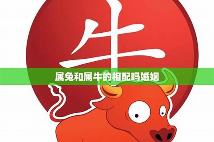 属鸡人2024年全年运势运程详解