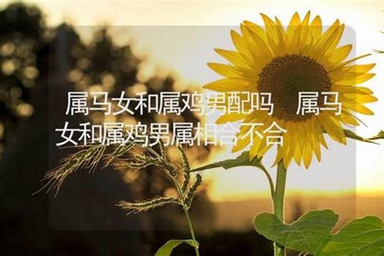 90年属马男与93年属鸡女婚配如何？