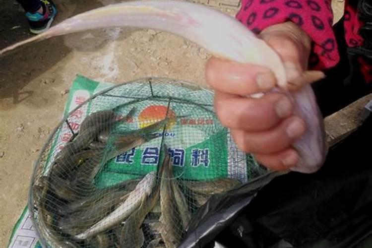 梦见鱼肚里有蛇并破肚而出的预兆