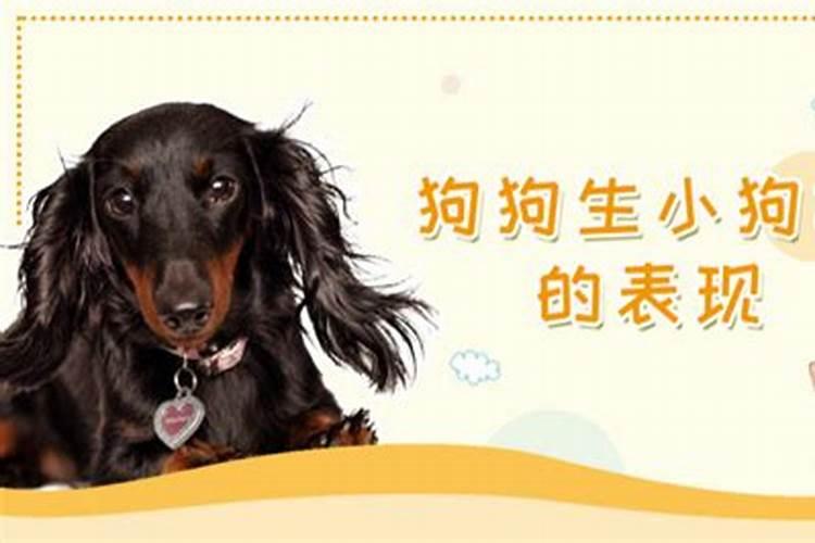 狗狗生孩子前兆是什么