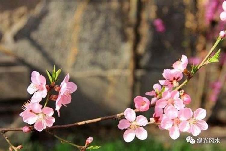 八字看桃花煞,桃花煞的八字是什么样子的？