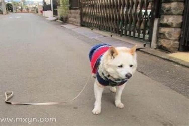 梦见狗跑丢了的预兆