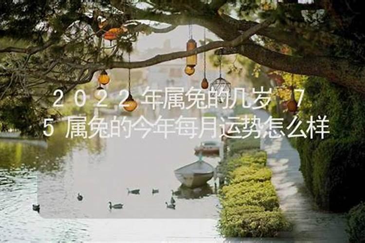 75年属兔人2025年全年运势