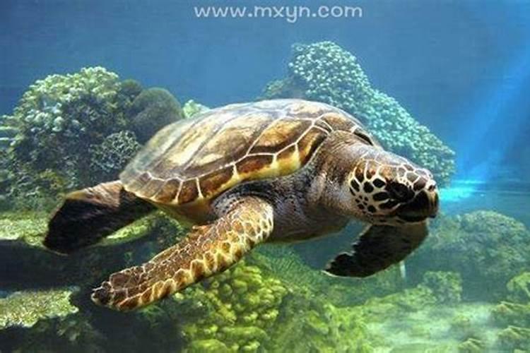 梦见海龟在水中向我游的预兆