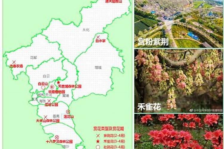 清明节扫墓买塑料花在哪里买