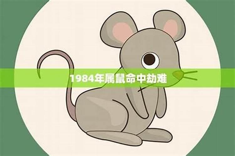 年份属鼠的人2024年运程