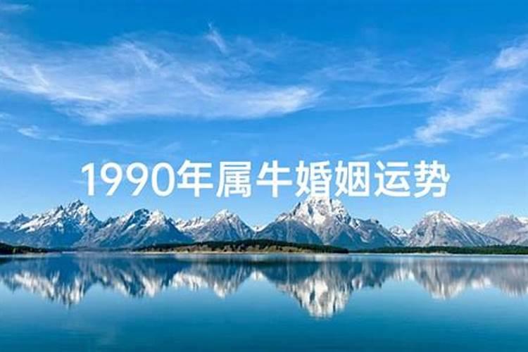 属牛2025年运势详解