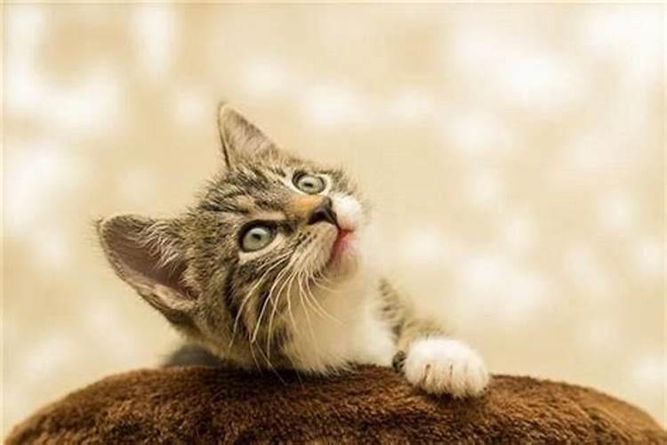 女人梦见猫是什么征兆