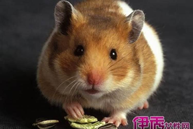 周公解梦梦见死老鼠是什么意思 梦见死老鼠是什么预兆