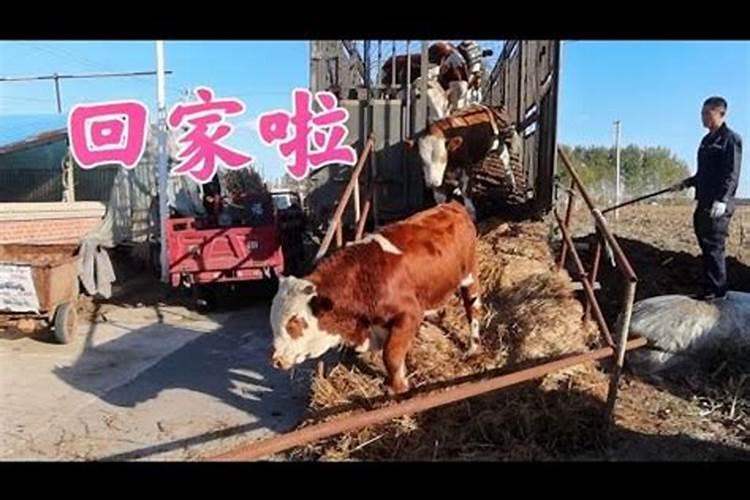 正月初五是什么节日 是黄道吉日吗