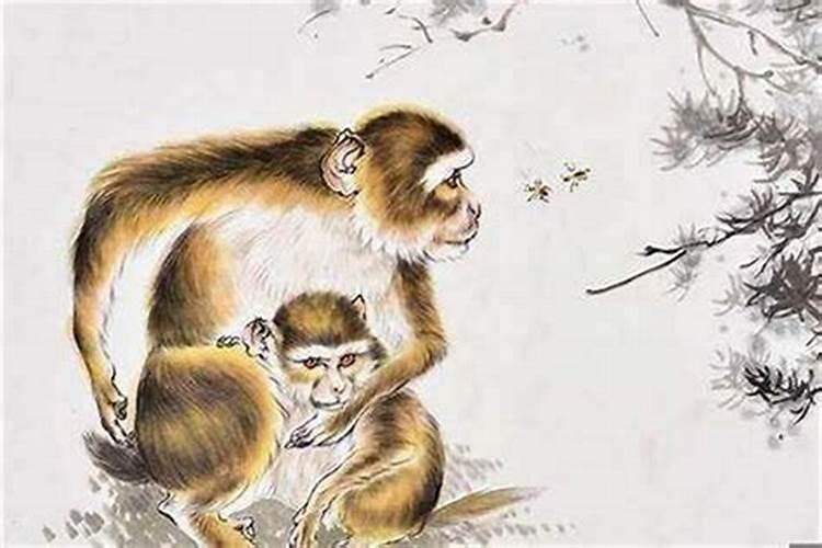1980年腊月出生的猴好不好 猴人出生于12月份的性格