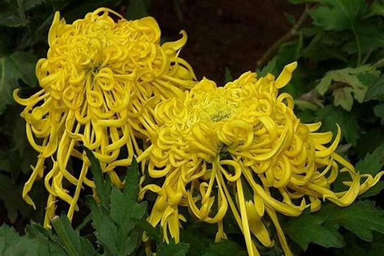 重阳节代表的植物是什么