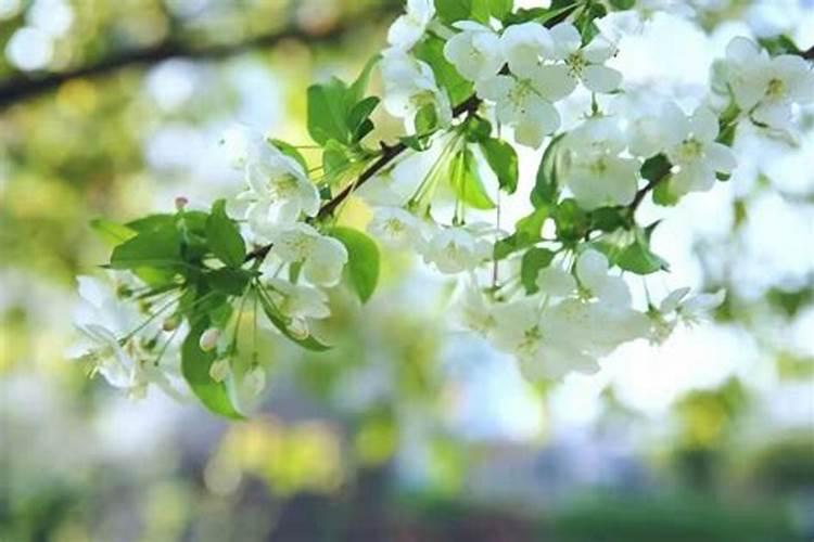 24节气中清明的含义 24节气中清明的意思