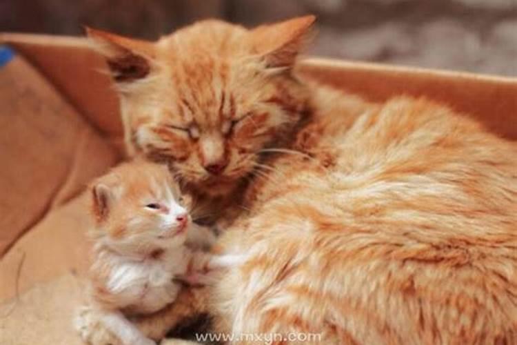 梦到猫生了一窝小猫 梦到猫生了一窝小猫好不好