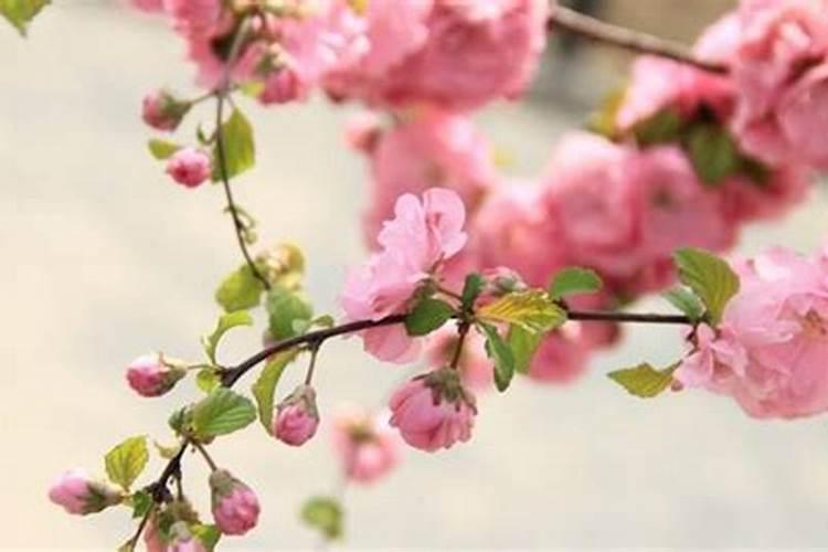桃花运是什么运？