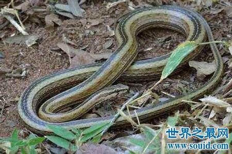 梦见自己被蛇追着跑的预兆