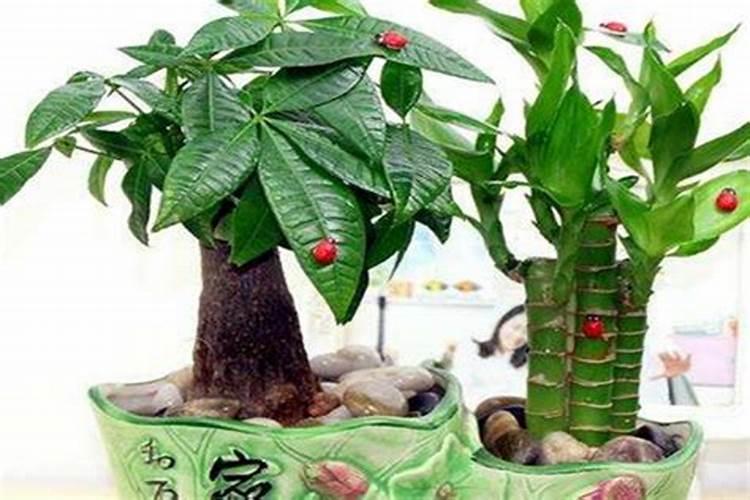 1973年属牛一生三大坎,61年属牛终身三大坎