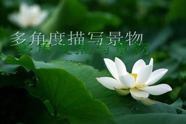 夏天最美的景物有哪些？