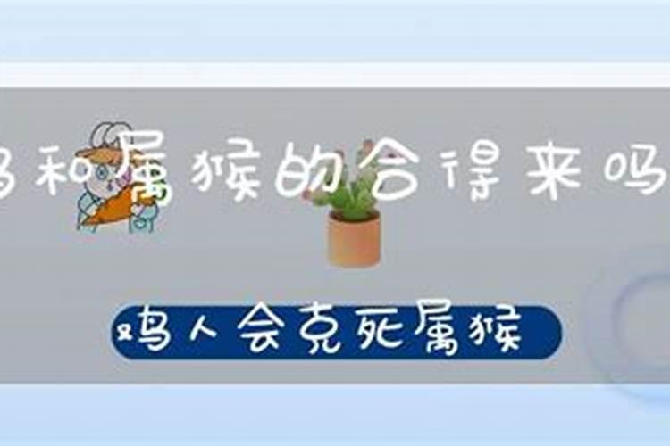 男93年属鸡和女92年属猴的在一起好吗
