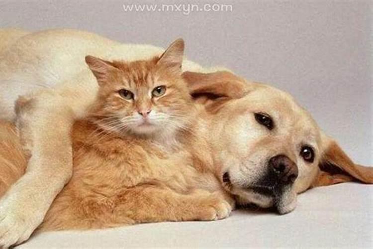 梦见猫追赶我的预兆