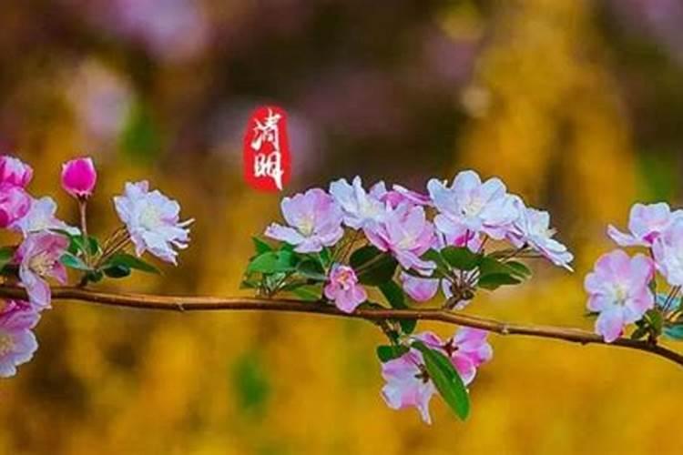 清明节是农历算还是阳历算