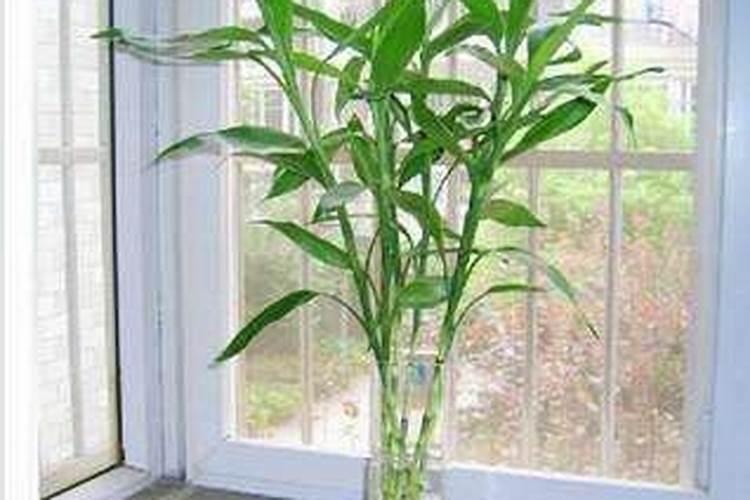各种植物摆设的风水宜忌详细介绍