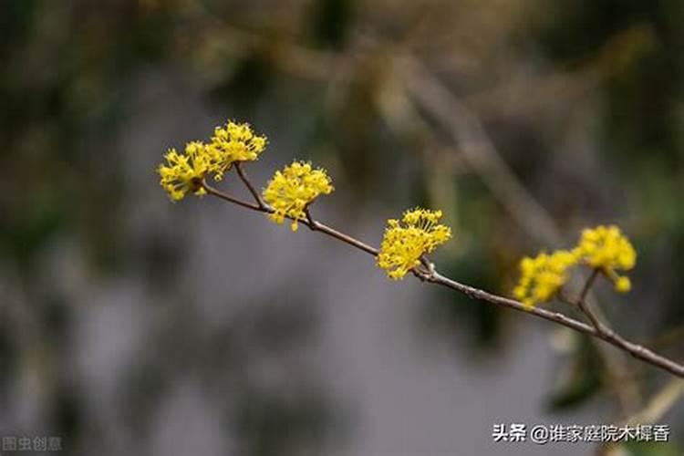 重阳节插茱萸的寓意 关于重阳节插茱萸的传说