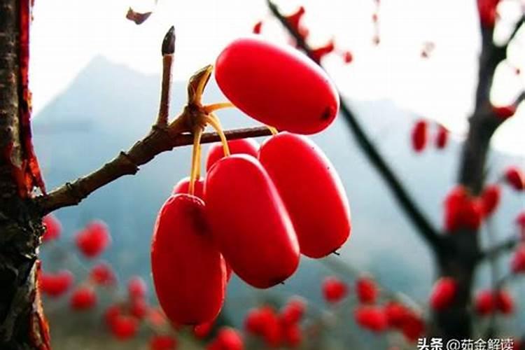 插茱萸是什么节日的风俗