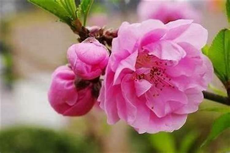 桃花什么样的人最旺