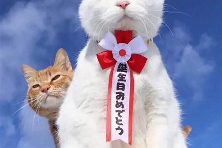 可以给我看看你们的猫咪壁纸/屏保/桌面吗？