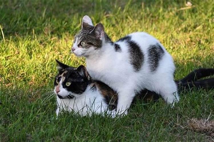 梦见两只肥猫的预兆