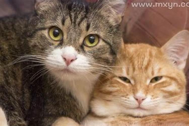 梦见大肥猫是什么意思？